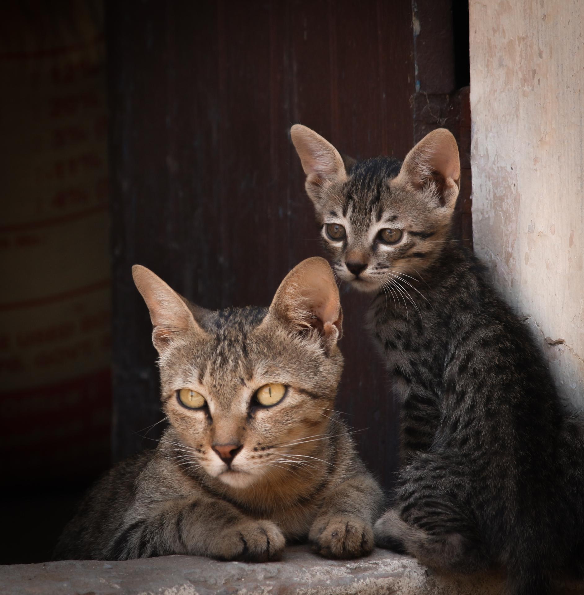 Chats errants -  Photo de Guriqbal Billing provenant de Pexels